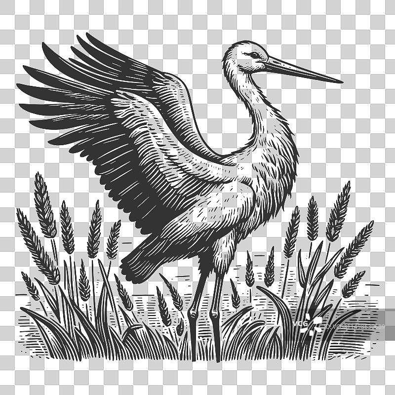 鹳鸟雕刻素描图片素材