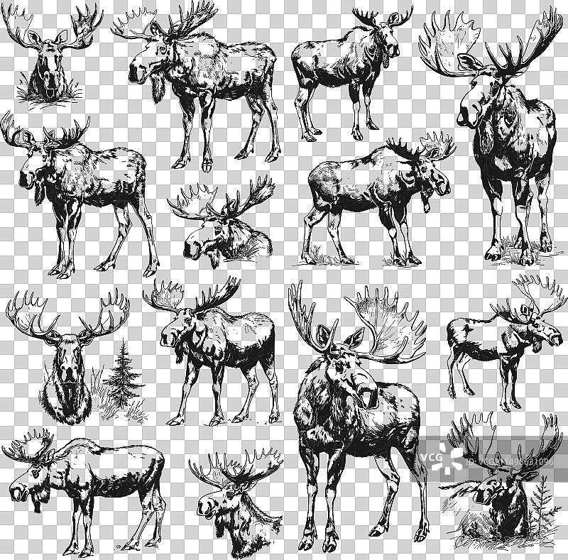 带角驼鹿铅笔素描图片素材
