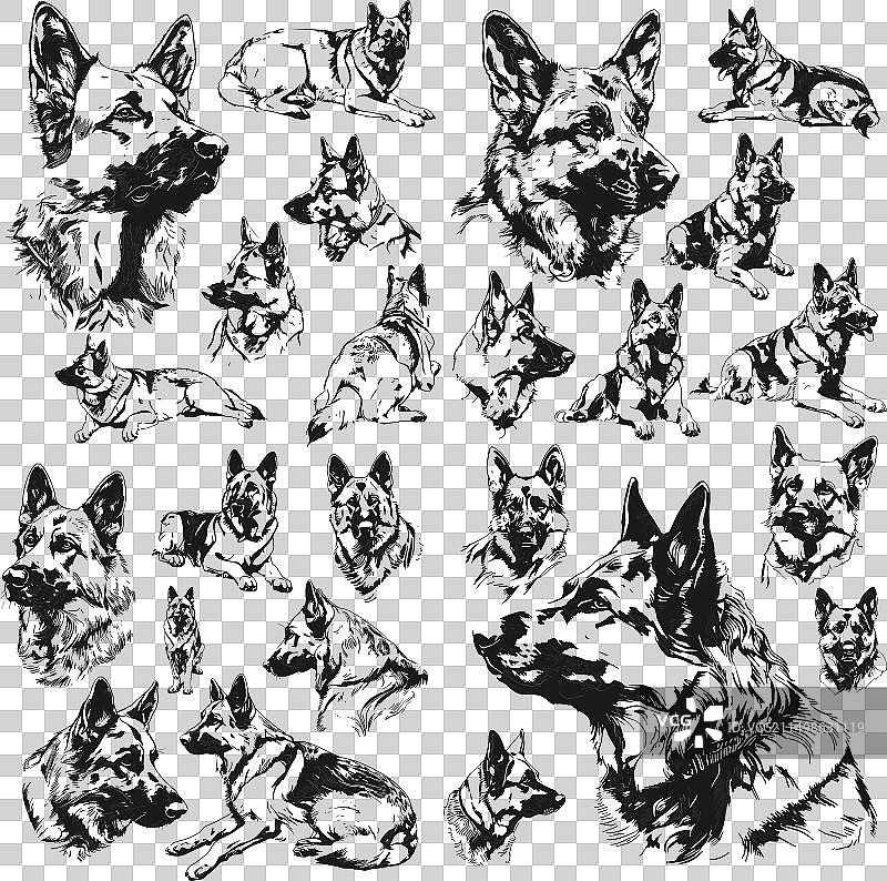 牧羊犬铅笔素描合集图片素材