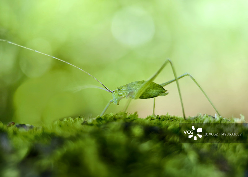 绿色背景下的小螽斯图片素材