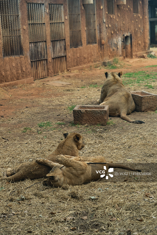 昆明动物园狮子馆图片素材
