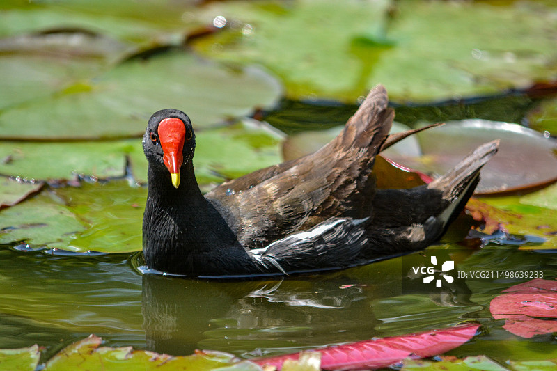 荷塘里的黑水鸡图片素材