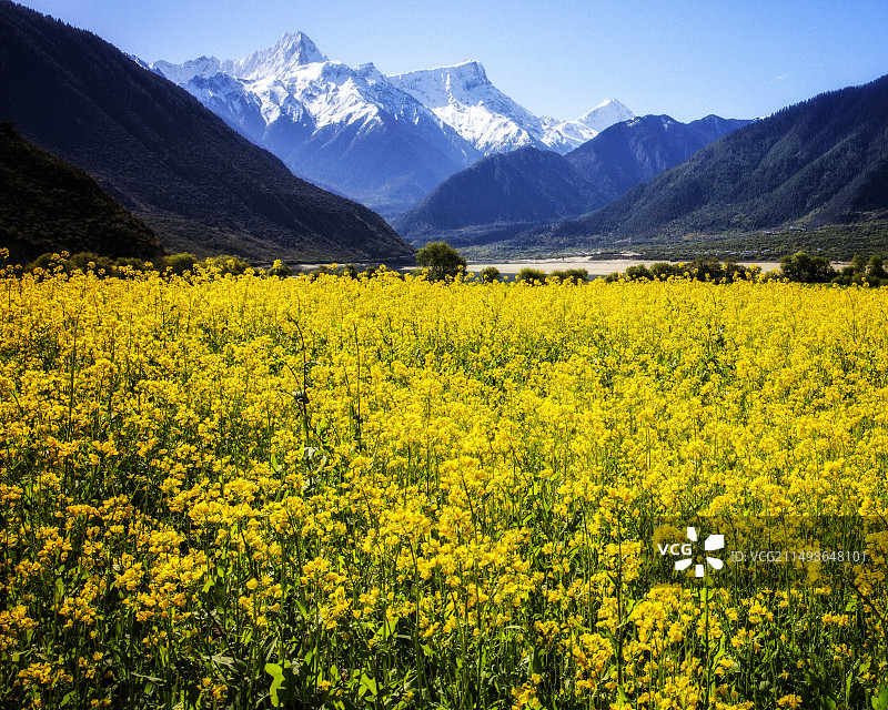 林芝：雪山脚下的青稞田图片素材