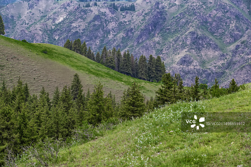 布满小野花的山顶草原grassland图片素材