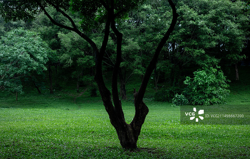 宁静的林中草地一棵荔枝树的主干图片素材