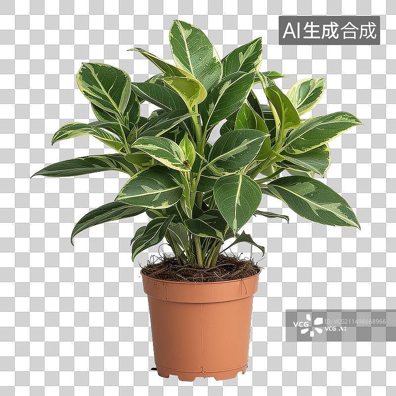 【AI数字艺术】[免抠PNG素材]盆栽花叶橡胶树图片素材