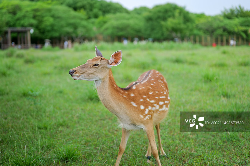 良渚遗址公园图片素材