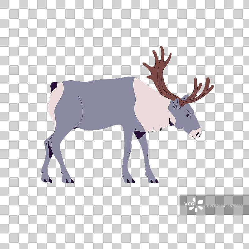 北方林地驯鹿图片素材