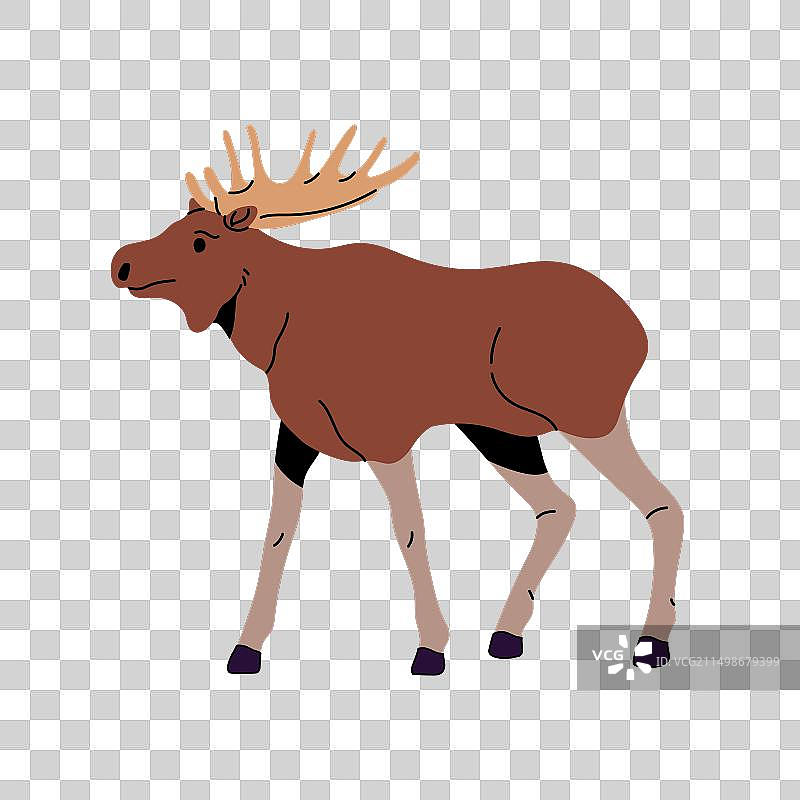 行走中的大型鹿角棕色驼鹿图片素材