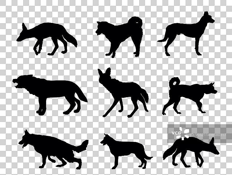 狼、土狼、胡狼和狗剪影合集图片素材