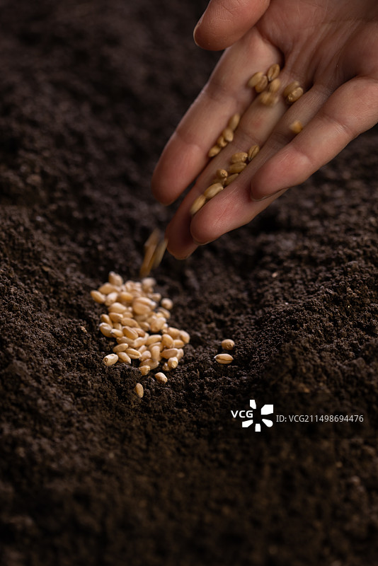 人的手将小麦种子撒进泥土,播种,春天,农业图片素材
