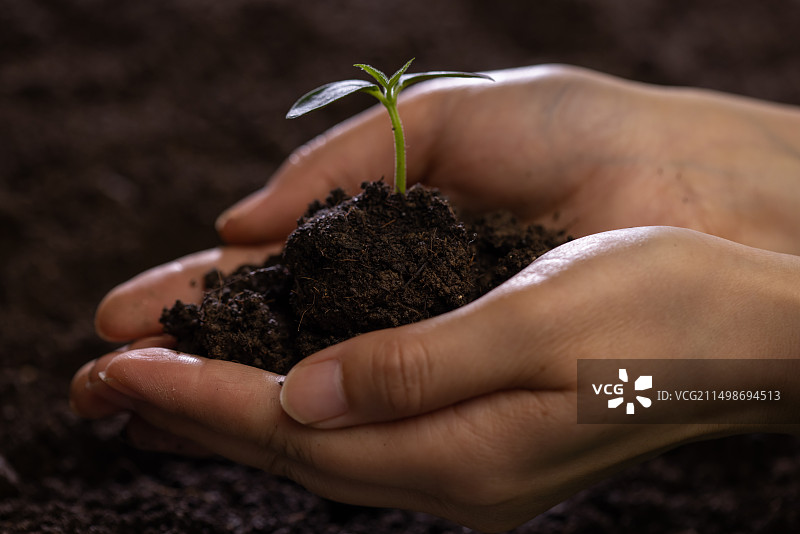 人的手捧着秧苗,生长,春天,环境保护图片素材