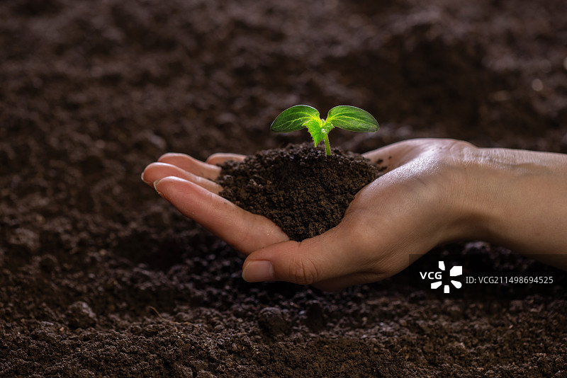 人的手捧着秧苗,生长,春天,环境保护图片素材