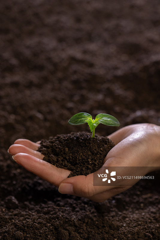 人的手捧着秧苗,生长,春天,环境保护图片素材