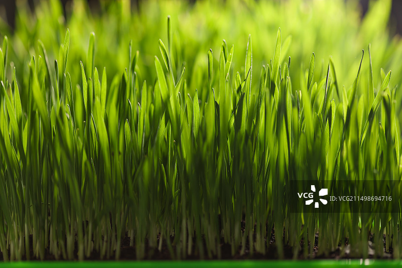 小麦幼苗,立春,生长图片素材