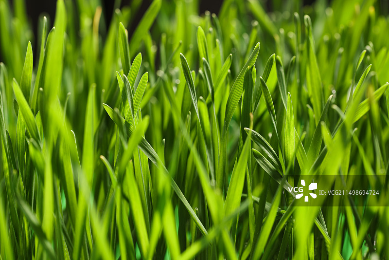 小麦幼苗,立春,生长图片素材