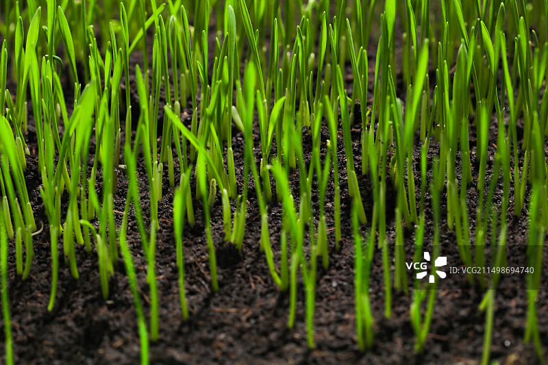 小麦发芽生长,春天,新生图片素材