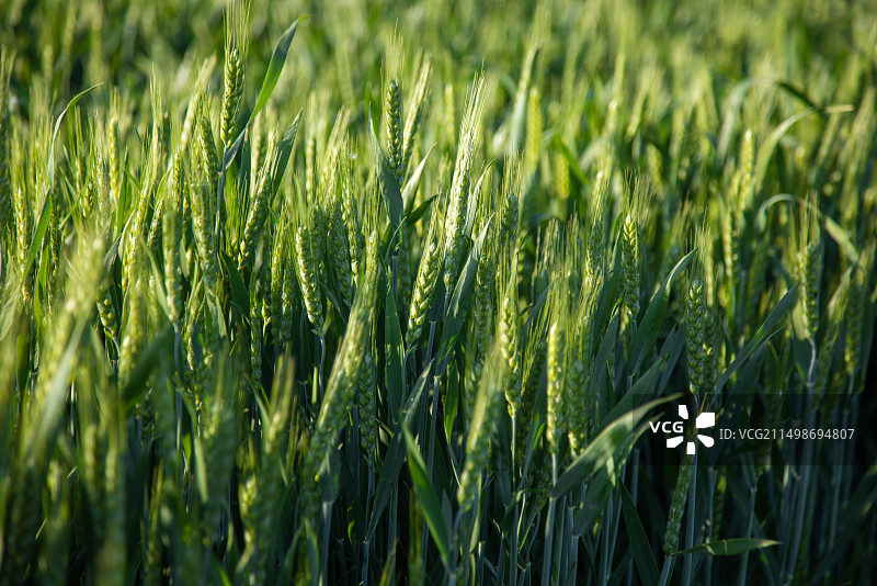 小麦麦穗特写,绿色清新,小满图片素材