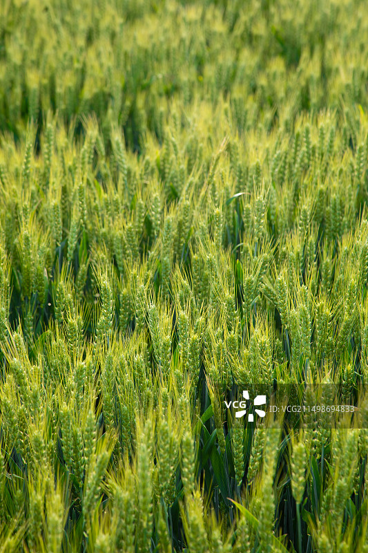 绿色麦穗特写,麦田,小麦生长图片素材