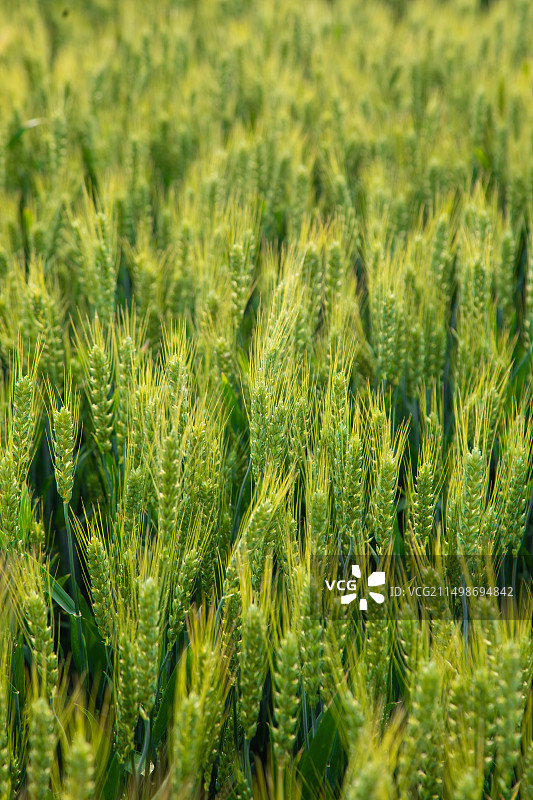 绿色麦穗特写,麦田,小麦生长图片素材