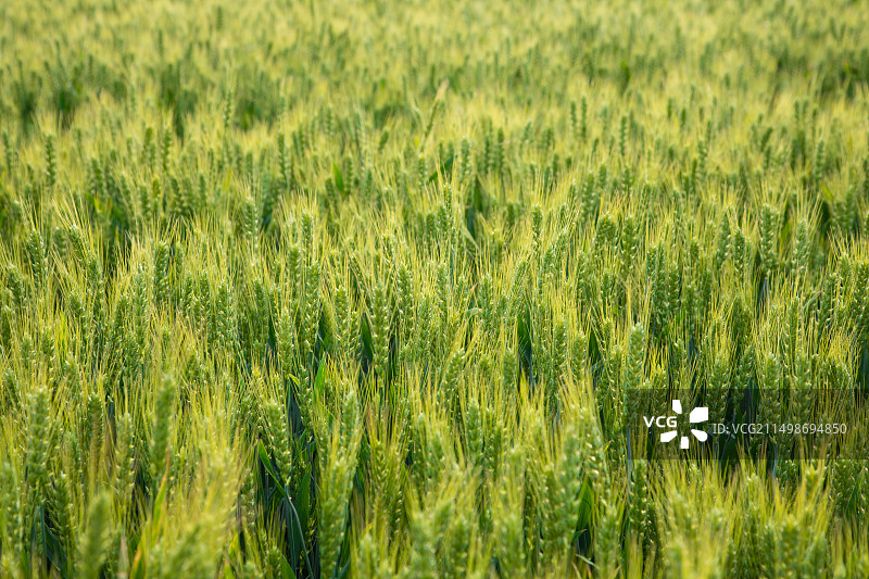 绿色麦田,小麦,麦穗,生长图片素材