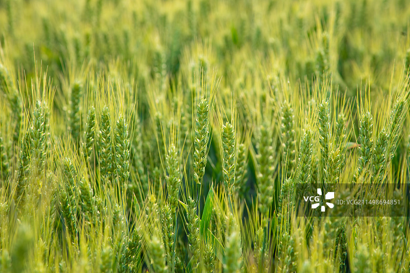 绿色麦田,小麦,麦穗,生长图片素材