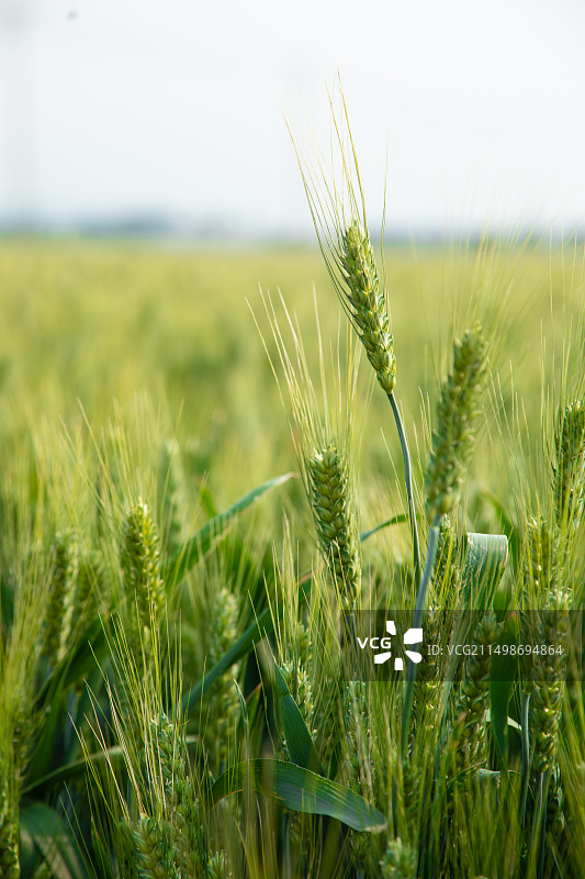 绿色麦田,小麦,麦穗,生长图片素材