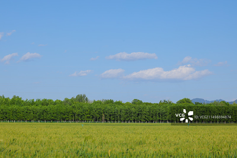 蓝天白云下的绿色麦田,清新,夏天图片素材