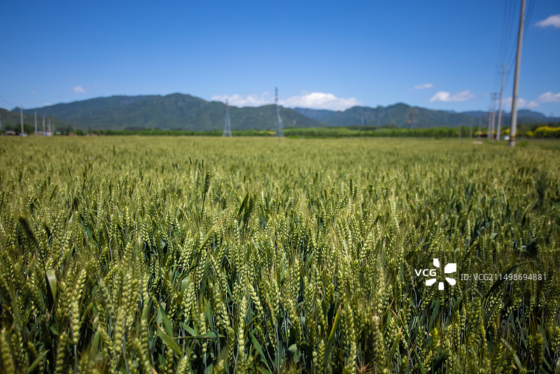 蓝天下的绿色麦田,小麦生长,农业图片素材