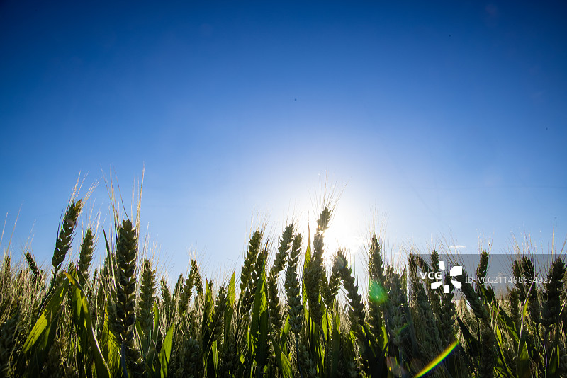 阳光下的麦田,小麦生长,农业图片素材