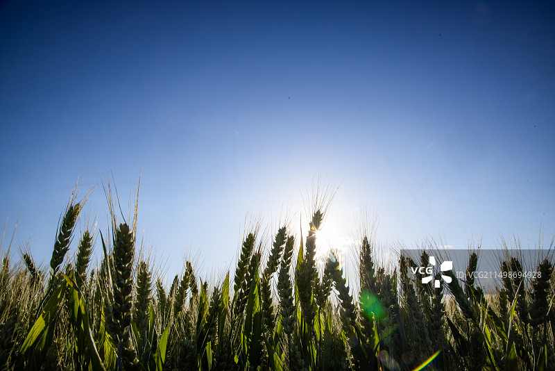 阳光下的麦田,小麦生长,农业图片素材