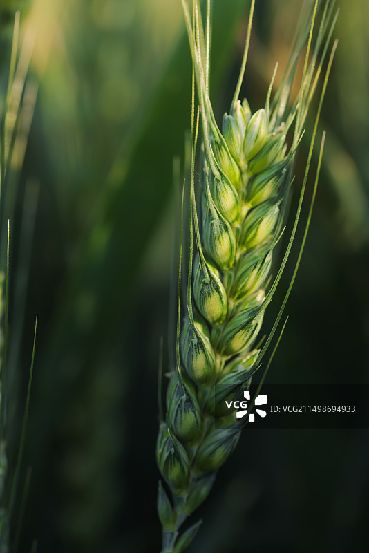 绿色麦穗特写,麦田,小麦,小满图片素材
