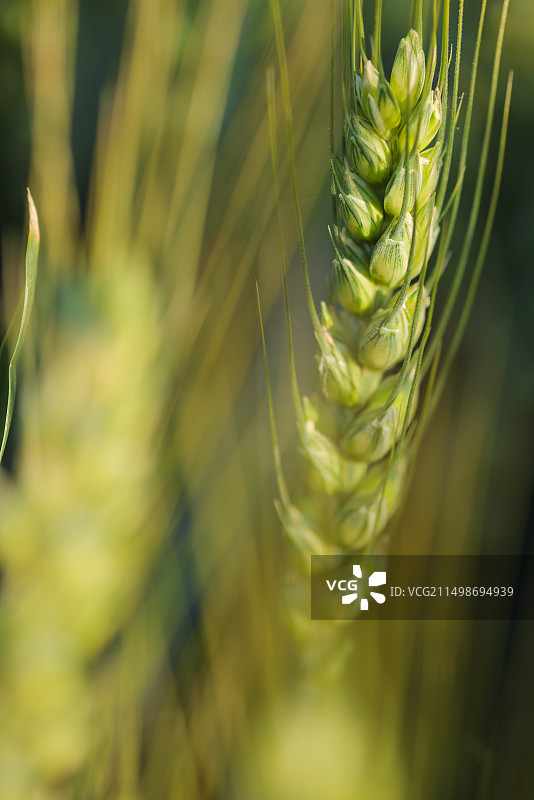 绿色麦穗特写,麦田,小麦,小满图片素材