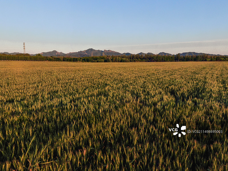 傍晚的麦田,小麦生长,农业图片素材