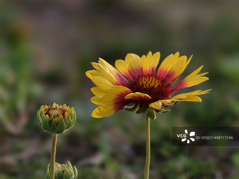 天人菊（三）图片素材