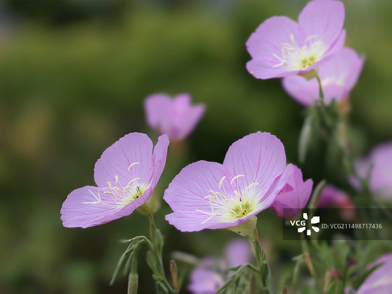 美丽月见草（五）图片素材