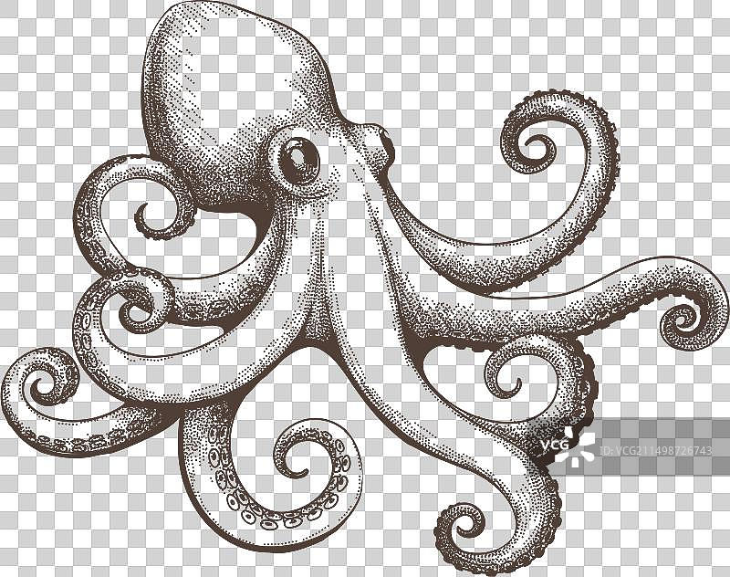 章鱼复古雕刻素描图片素材