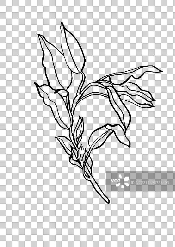 桉树枝墨水艺术画图片素材