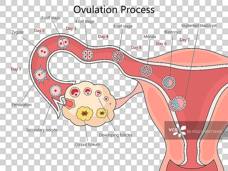 人类排卵过程阶段图科学示意图图片素材