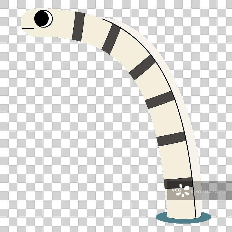 条纹花园鳗鱼图片素材