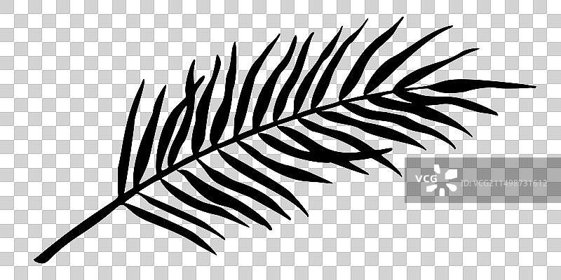 棕榈叶剪影图片素材