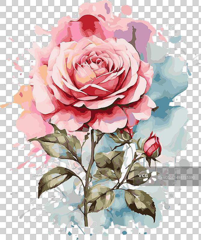 水彩玫瑰画图片素材
