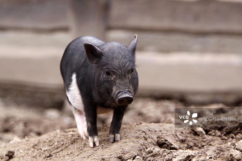 迷你猪，小型猪品种，下萨克森州，德国图片素材