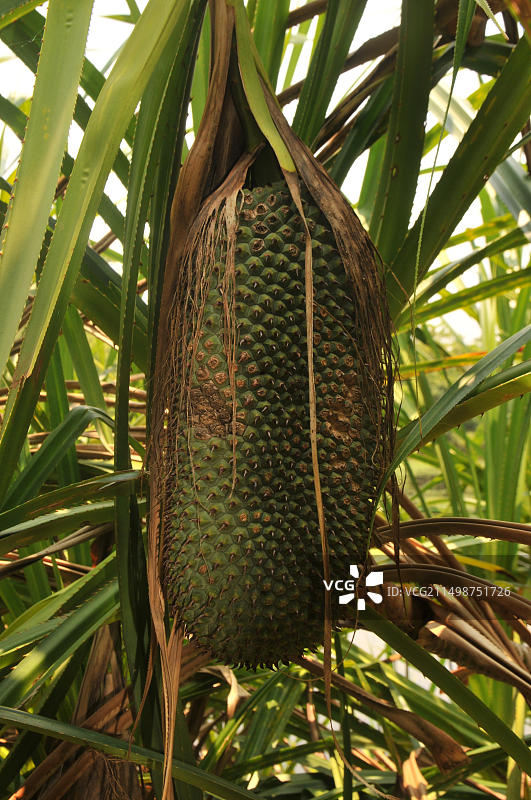 印度喀拉拉邦热带森林中生长的榴莲树图片素材