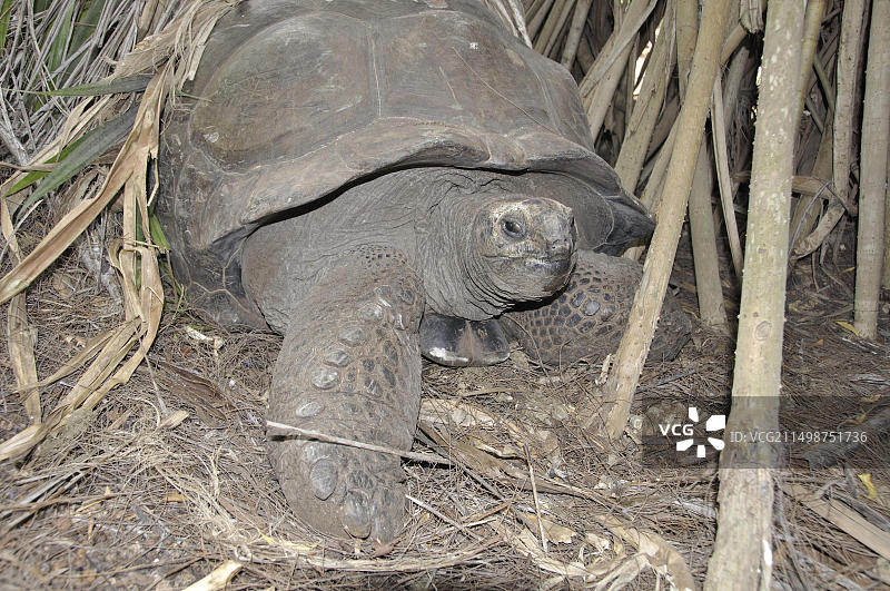 蒙巴萨哈勒公园的巨型海龟，该公园已经恢复自然并变成野生动物保护区图片素材
