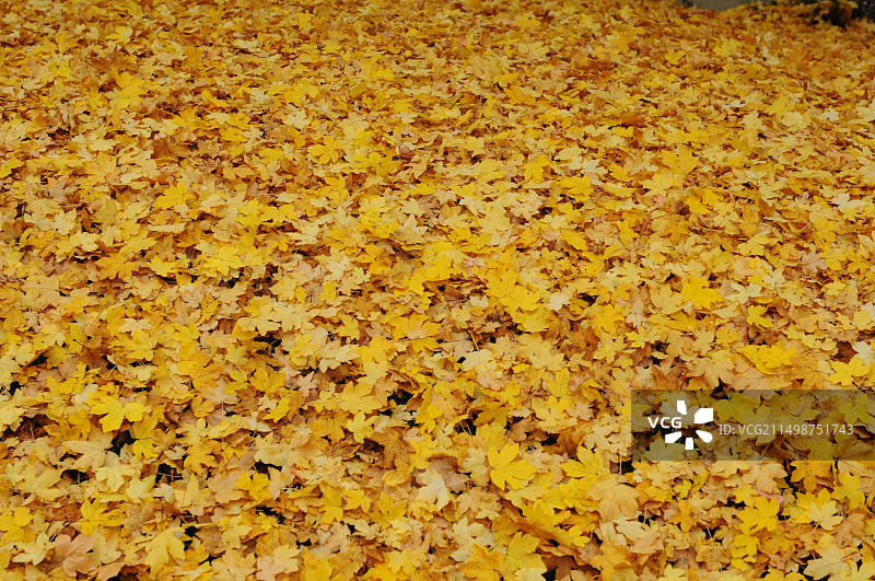 金色秋季树叶植物花园背景图片素材