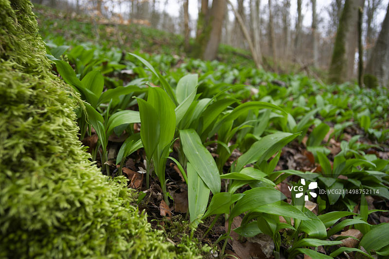 德国巴登-符腾堡州亚格斯特河谷的野蒜地毯图片素材