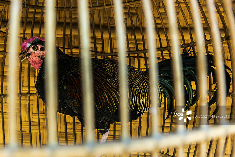笼养公鸡、笼养、畜牧业、虐待动物、法律、农场动物、自给自足、亚洲、食物、营养、囚禁、印尼、亚洲图片素材
