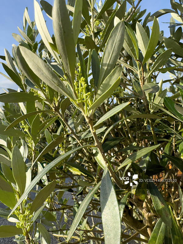 欧洲油橄榄的春季嫩芽和橄榄果实（德国，欧洲）图片素材