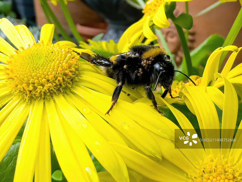 熊蜂在黄色雏菊上觅食花蜜花粉，德国，欧洲图片素材